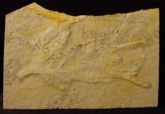 Brachyphyllum nepos SAPORTA - Bild © FossNet FossilienStore